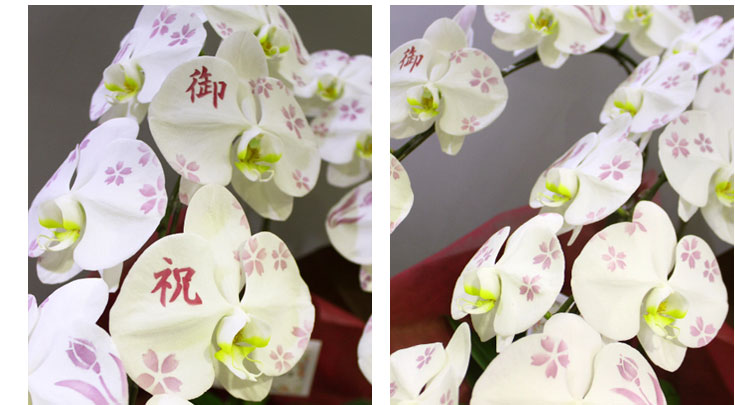周年祝いの贈り物としてお買上げいただいた「胡蝶蘭　大輪　化粧蘭　2本立」 桜柄　実績ギャラリー