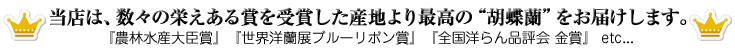 当店は、数々の栄えある賞を受賞した産地より最高の“胡蝶蘭”をお届けします。