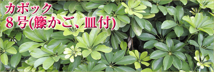 観葉植物　カポック　8号(籐かご、皿付) 　商品購入ページ　当日配達可能