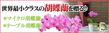 敬老の日に贈るマイクロ胡蝶蘭、テーブル胡蝶蘭の商品ページへ