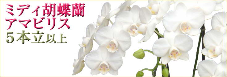 胡蝶蘭　ミディ　アマビリス　５本立以上　商品購入ページ