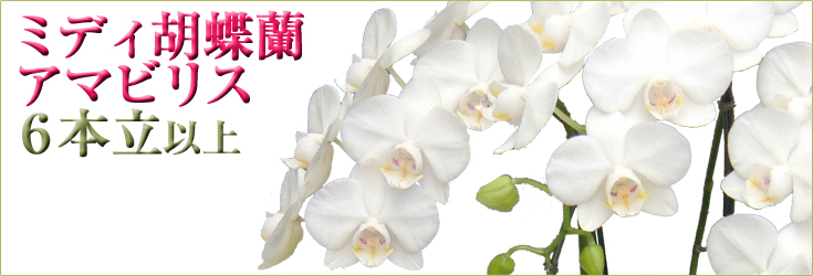 胡蝶蘭　ミディ　アマビリス　６本立以上　商品購入ページ