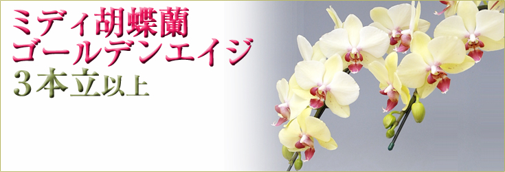 胡蝶蘭　ミディ　ゴールデンエイジ　３本立以上　商品購入ページ
