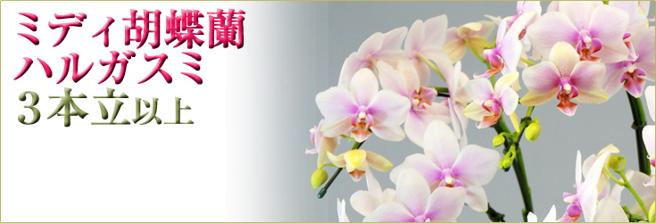 胡蝶蘭　ミディ　ハルガスミ　３本立以上　商品購入ページ
