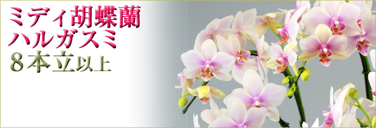 胡蝶蘭　ミディ　ハルガスミ　８本立以上　商品購入ページ