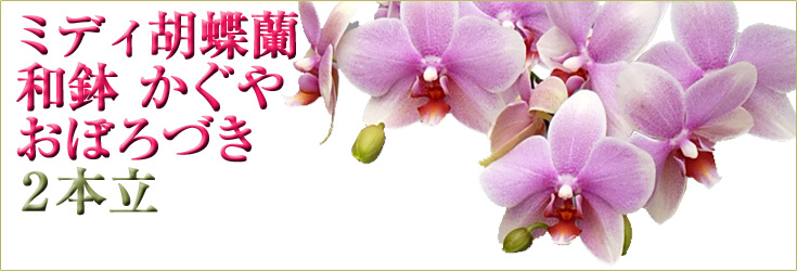 胡蝶蘭　ミディ　おぼろづき　「和鉢 かぐや」（敷物付）　２本立以上　商品購入ページ