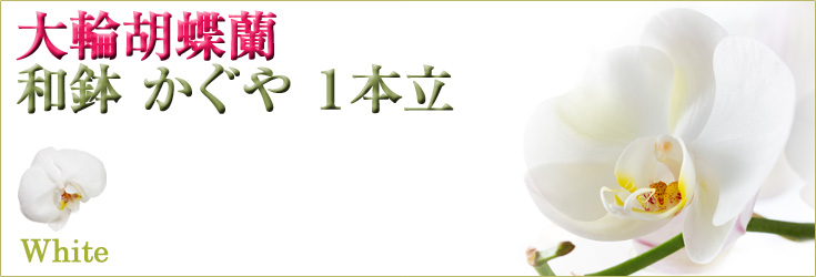 胡蝶蘭　大輪　ピンク　「和鉢 かぐや」（敷物付）　１本立　商品購入ページ