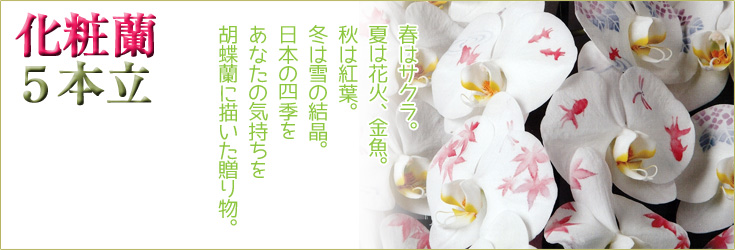 化粧蘭　大輪胡蝶蘭５本立　60輪前後（つぼみ含む）　秋柄 　商品購入ページ