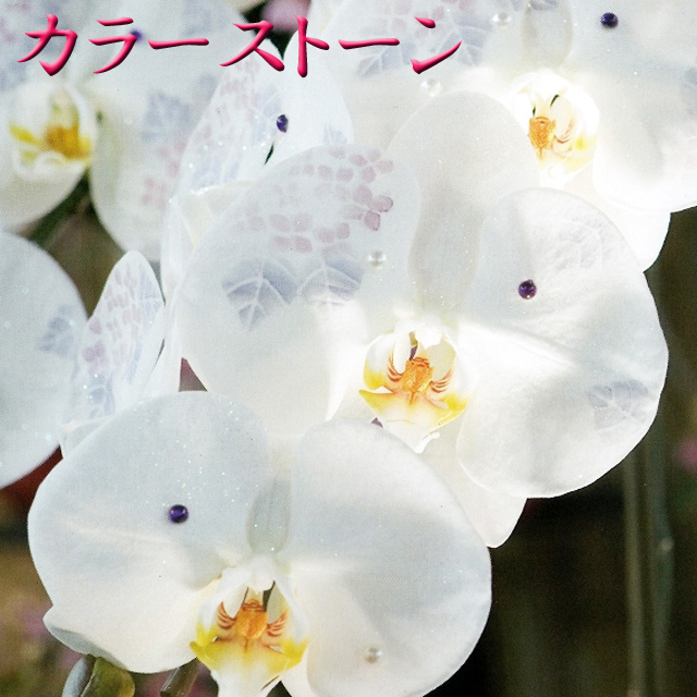 化粧蘭　カラーストーンサンプル