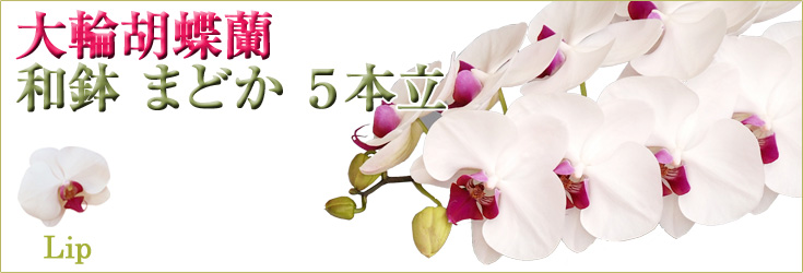 胡蝶蘭　大輪　リップ（紅白）　「和鉢 まどか」（敷物付）　５本立　商品購入ページ