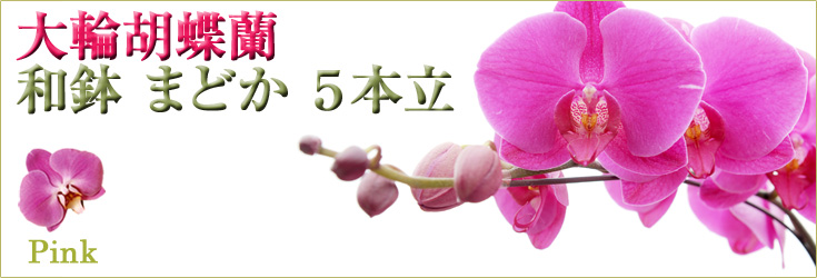 胡蝶蘭　大輪　ピンク　「和鉢 まどか」（敷物付）　５本立　商品購入ページ