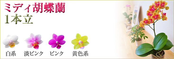 胡蝶蘭　ミディ　1本立　商品購入ページ