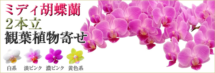 胡蝶蘭　ミディ　2本立　観葉植物寄せ　商品購入ページ