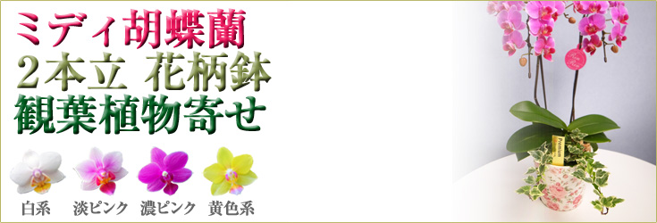 胡蝶蘭　ミディ　2本立　花柄鉢　観葉寄せ 商品購入ページ