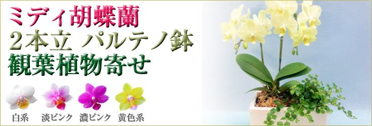 胡蝶蘭　ミディ　2本立　 パルテノ鉢入り　観葉植物寄せ 商品購入ページ