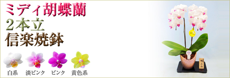 胡蝶蘭　ミディ　2本立　信楽焼鉢　商品購入ページ