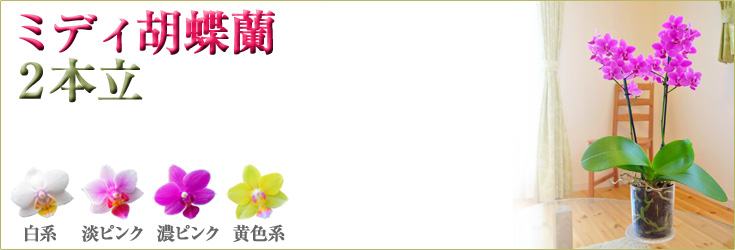 胡蝶蘭　ミディ　2本立（3号）　商品購入ページ