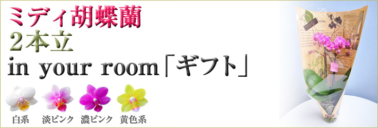 胡蝶蘭　ミディ　2本立　in your room「ギフト」　商品購入ページ