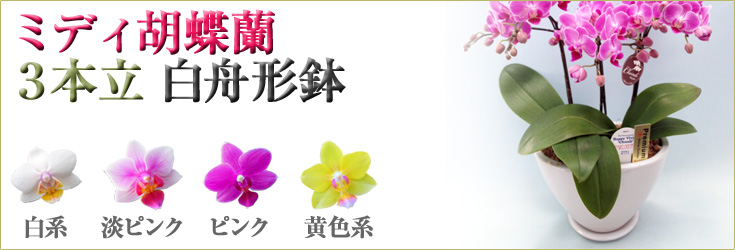 胡蝶蘭　ミディ　3本立　白舟形鉢　商品購入ページ