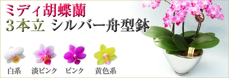 胡蝶蘭　ミディ　3本立　シルバー舟型鉢　商品購入ページ