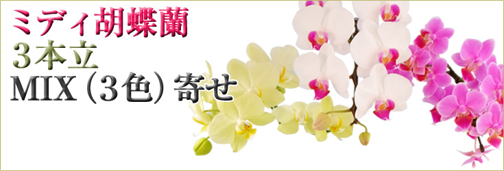 胡蝶蘭　ミディ　3本立　MIX（３色）寄せ　商品購入ページ