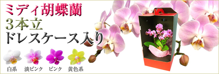 胡蝶蘭　ミディ　3本立（5号）　ドレスケース入り