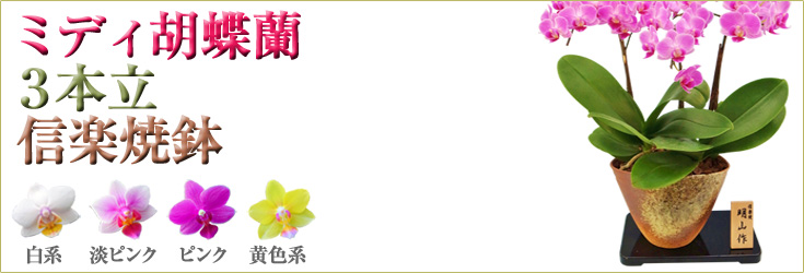 胡蝶蘭　ミディ　3本立　信楽焼鉢　商品購入ページ
