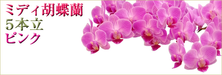 胡蝶蘭　ミディ　5本立　ピンク　商品購入ページ