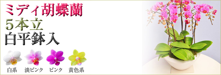 胡蝶蘭　ミディ　5本立　白平鉢入　商品購入ページ