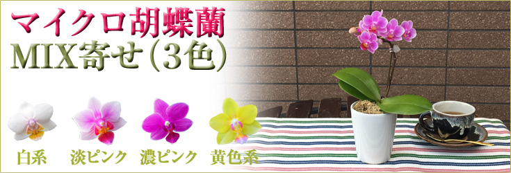 マイクロ胡蝶蘭　3本立 MIX寄せ（３色） 商品購入ページ