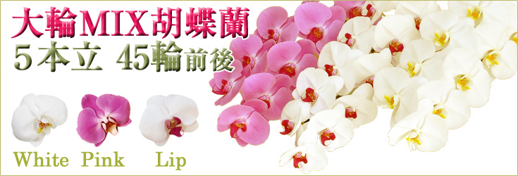 胡蝶蘭　大輪　ミックス（白+ピンク+リップ（紅白）寄せ）　５本立　45輪前後（つぼみ含む）　商品購入ページ