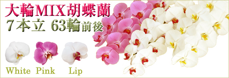 胡蝶蘭　大輪　白+ピンク+リップ（紅白）のミックス寄せ植え　７本立　63輪前後（つぼみ含む）　商品購入ページ