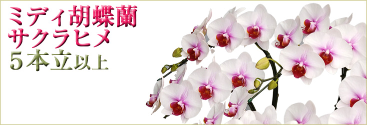 胡蝶蘭　ミディ　サクラヒメ　５本立以上　商品購入ページ