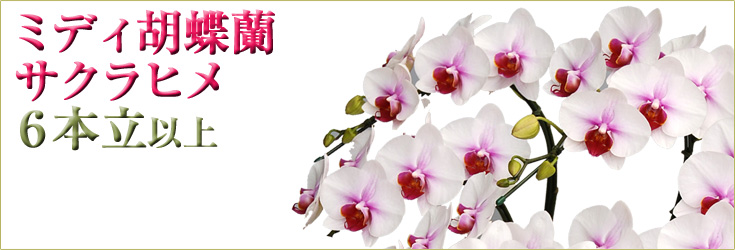 胡蝶蘭　ミディ　サクラヒメ　６本立以上　商品購入ページ