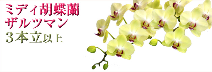 胡蝶蘭　ミディ　ザルツマン　３本立以上　商品購入ページ