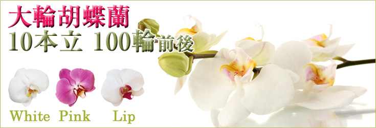 胡蝶蘭　大輪　白・ピンク・リップ（紅白）　10本立　100輪前後（つぼみ含む）　森田洋蘭園　商品購入ページ｜フラワーギフト通販ミーム