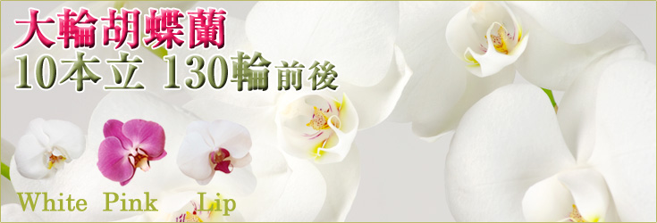 胡蝶蘭　大輪　白・ピンク・リップ（紅白）　10本立　130輪前後（つぼみ含む）　森田洋蘭園　商品購入ページ｜フラワーギフト通販ミーム