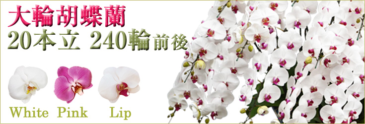 大輪胡蝶蘭　20本立　240輪前後（つぼみ含む）　森田洋蘭園　商品購入ページ｜フラワーギフト通販ミーム