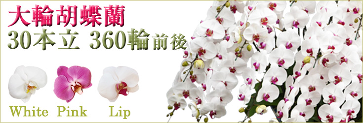 大輪胡蝶蘭　白・ピンク・リップ（紅白）　30本立　360輪前後（つぼみ含む）　森田洋蘭園　商品購入ページ｜フラワーギフト通販ミーム