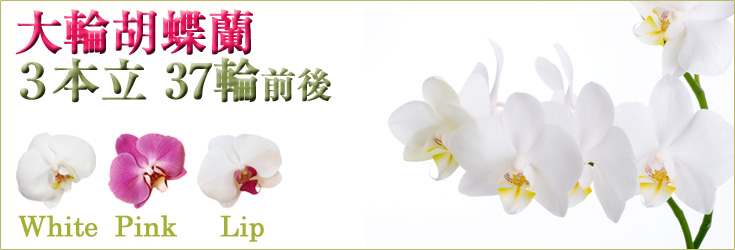 胡蝶蘭　大輪　白・ピンク・リップ（紅白）　３本立　37輪前後（つぼみ含む）　おぎの蘭園　商品購入ページ