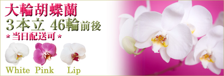 胡蝶蘭　大輪　白・ピンク・リップ（紅白）　３本立　46輪前後（つぼみ含む） 　商品購入ページ