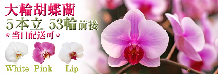 胡蝶蘭　大輪　白・ピンク・リップ（紅白）　５本立　53輪前後（つぼみ含む）商品購入ページ