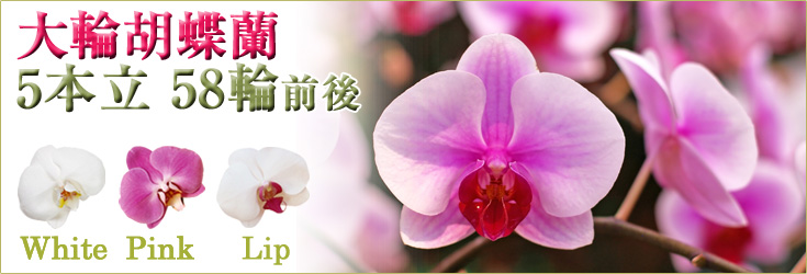 胡蝶蘭　大輪　白・ピンク・リップ（紅白）　５本立　58輪前後（つぼみ含む）　商品購入ページ