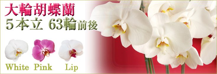 胡蝶蘭　大輪　白・ピンク・リップ（紅白）　５本立　63輪前後（つぼみ含む）　商品購入ページ