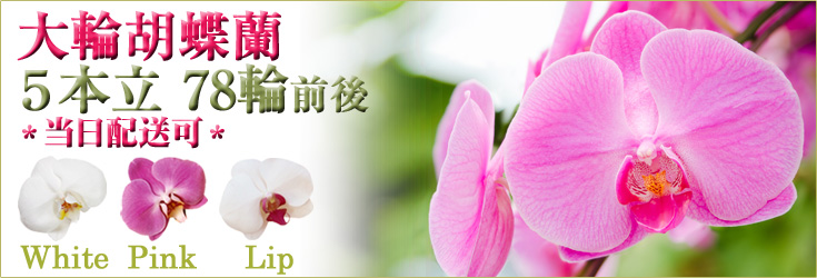 胡蝶蘭　大輪　白・ピンク・リップ（紅白）　５本立　78輪前後（つぼみ含む）