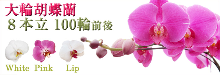 胡蝶蘭　大輪　白・ピンク・リップ（紅白）　８本立　100輪前後（つぼみ含む）　森田洋蘭園　商品購入ページ｜フラワーギフト通販ミーム