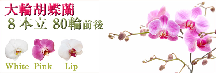 胡蝶蘭　大輪　白・ピンク・リップ（紅白）　８本立　80輪前後（つぼみ含む）　森田洋蘭園　商品購入ページ｜フラワーギフト通販ミーム