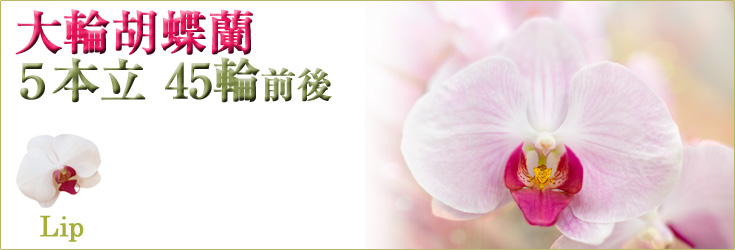 胡蝶蘭　大輪　リップ（紅白）　５本立　45輪前後（つぼみ含む）　商品購入ページ