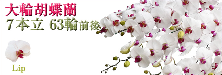 胡蝶蘭　大輪　リップ（紅白）　７本立　63輪前後（つぼみ含む）　商品購入ページ