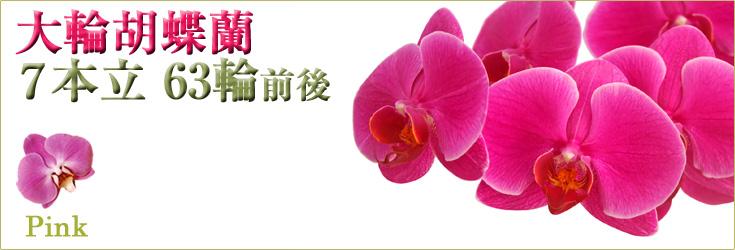 胡蝶蘭　大輪　ピンク　７本立　63輪前後（つぼみ含む）　商品購入ページ